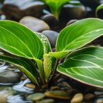 can prayer plants live in water