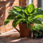 can prayer plants live outside